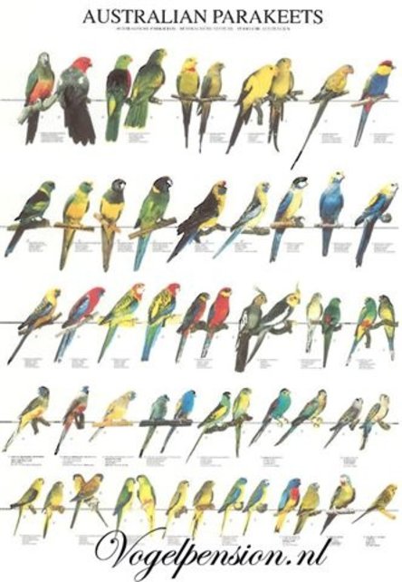 Vogelposter Australische parkieten gelamineerd A4 Vogelposter Australische parkieten gelamineerd A4
