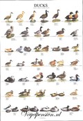 Eendenposter deel 1 gelamineerd Eendenposter deel 1 gelamineerd
