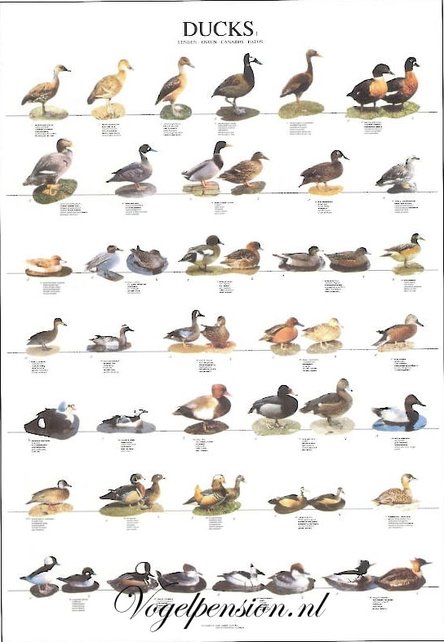 Eendenposter deel 1 gelamineerd Eendenposter deel 1 gelamineerd