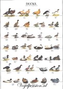Eendenposter deel 2 gelamineerd Eendenposter deel 2 gelamineerd