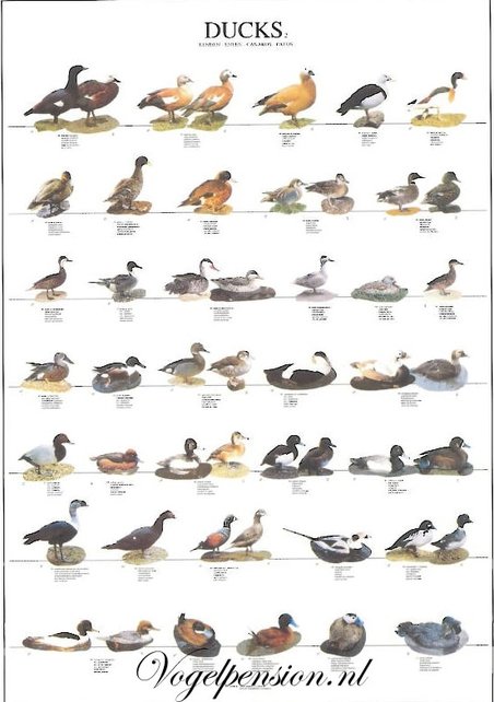 Eendenposter deel 2 gelamineerd Eendenposter deel 2 gelamineerd
