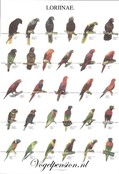 Vogelposter Lori deel 1 gelamineerd Vogelposter Lori deel 1 gelamineerd