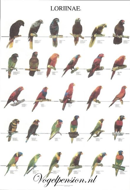 Vogelposter Lori deel 1 gelamineerd Vogelposter Lori deel 1 gelamineerd