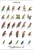 Vogelposter Lori deel 2 gelamineerd