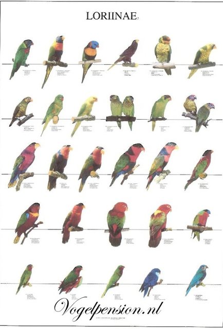 Vogelposter Lori deel 2 gelamineerd
