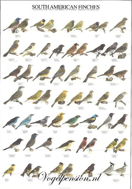 Vogelposter Zuid Amerikaanse Vinken gelamineerd