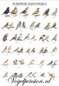 Vogelposter Europese zangvogels deel 1 gelamineerd A4 Vogelposter Europese zangvogels deel 1 gelamineerd A4