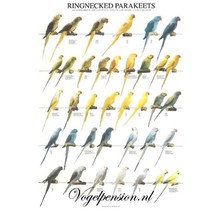 Gelamineerde A4-poster Halsbandparkieten | Kleurrijke & Duurzame Wanddecoratie