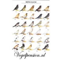 Vogelposter Japanse Meeuw gelamineerd A4