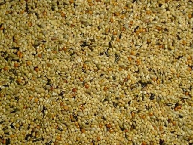 Himbergen Neophemazaad  5 kilo