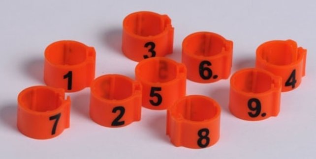 Clickring duif 8 mm genummerd Clickring duif 8 mm genummerd