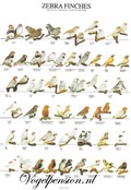 Gelamineerde A4 poster van zebravinken – Duurzaam & stijlvol Gelamineerde A4 poster van zebravinken – Duurzaam & stijlvol