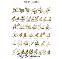 Gelamineerde A4 poster van zebravinken – Duurzaam & stijlvol
