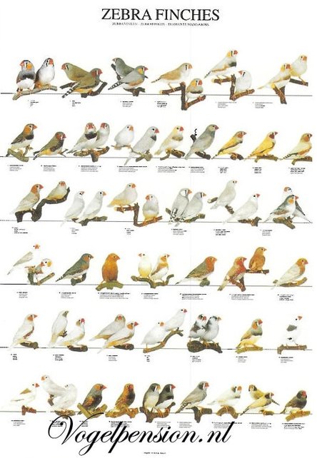 Gelamineerde A4 poster van zebravinken – Duurzaam & stijlvol Gelamineerde A4 poster van zebravinken – Duurzaam & stijlvol