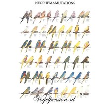 Gelamineerde vogelposter Neophema’s – Formaat A4