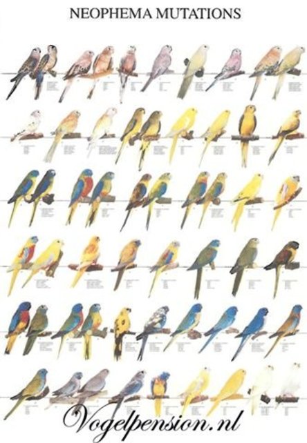 Gelamineerde vogelposter Neophema’s – Formaat A4