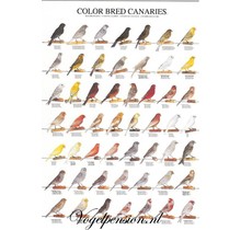 Gelamineerde vogelposter – Kleurkanaries deel 1(A4)