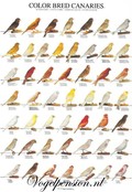 Vogelposter kleurkanaries deel 2 gelamineerd A4 Vogelposter kleurkanaries deel 2 gelamineerd A4