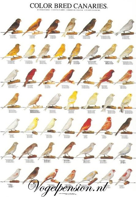 Vogelposter kleurkanaries deel 2 gelamineerd A4 Vogelposter kleurkanaries deel 2 gelamineerd A4
