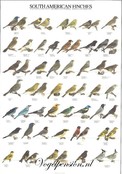 Vogelposter Zuid Amerikaanse Vinken gelamineerd A4