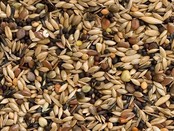 Wildzangzaad Wildzangzaad