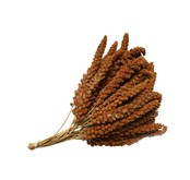 Franse rode trosgierst – Natuurlijk en gezond vogelvoer