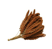 Franse rode trosgierst – Natuurlijk en gezond vogelvoer