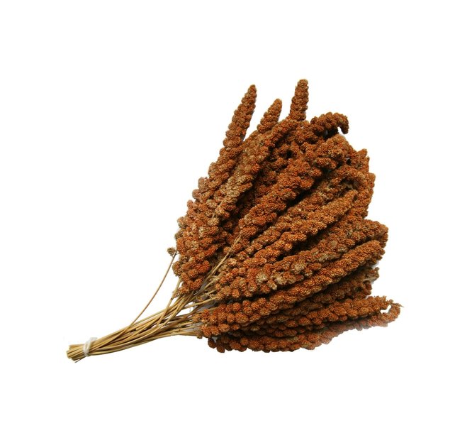 Franse rode trosgierst – Natuurlijk en gezond vogelvoer