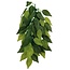 Kunstplant Ficus 30 cm
