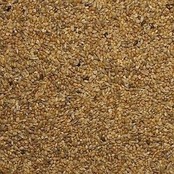 Witte Molen Zebravinken zaad Witte Molen Zebravinken zaad