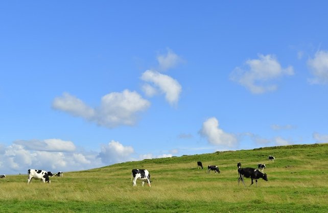 Kunststof broedkooi 2 delig met fotoprint