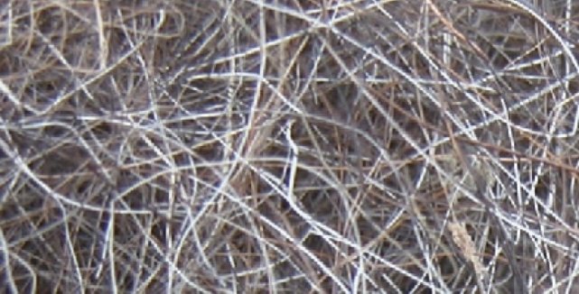 Geitenhaar als nestmateriaal voor vogels Geitenhaar als nestmateriaal voor vogels