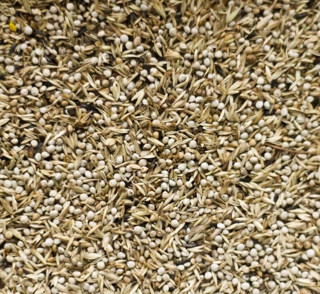 Deli Nature 98 - Amerikaanse Sijsjes