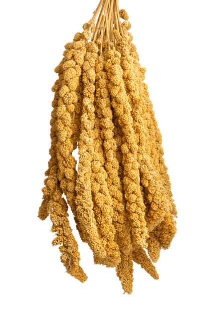 Franse trosgierst geel