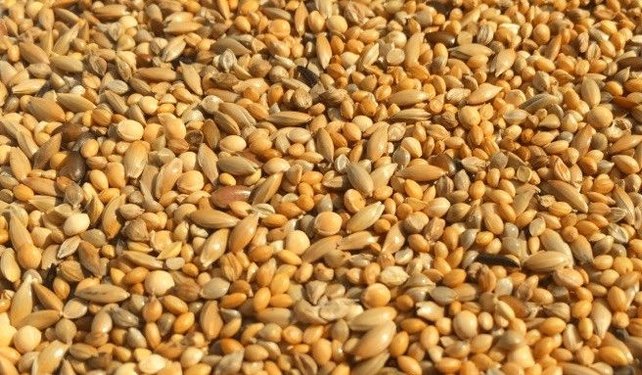 Slaats JP Zebravinken mengeling Slaats JP Zebravinken mengeling