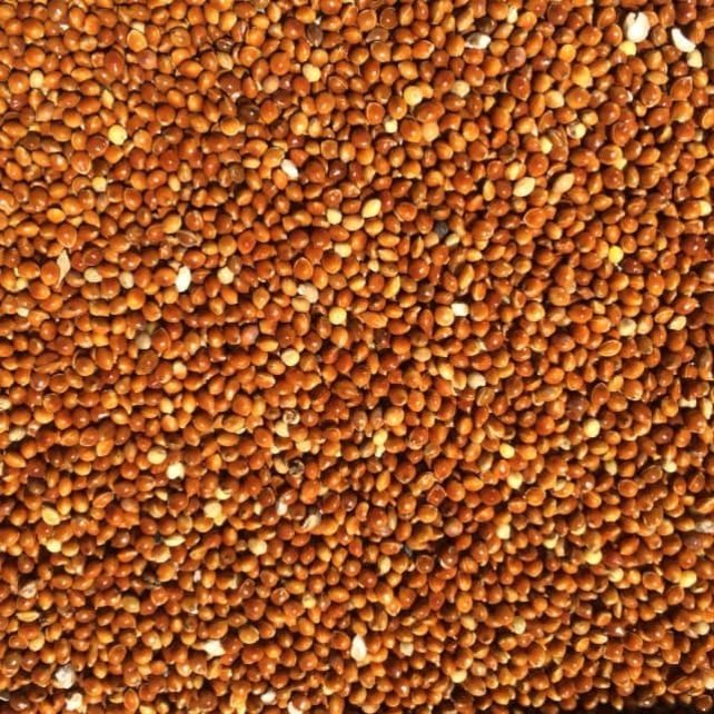 Vogelzaad millet rood – voeding voor vogels