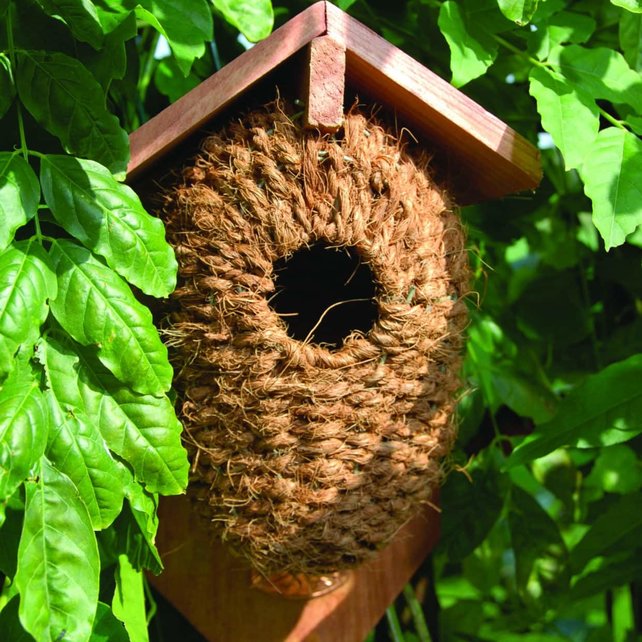 Nestbuidel kokos Nestbuidel kokos