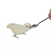 Paplepel voor vogels Paplepel voor vogels