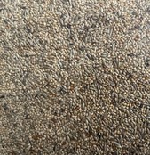 Afrikaanse Prachtvinkenzaad Thei Brentjes Slaats Afrikaanse Prachtvinkenzaad Thei Brentjes Slaats