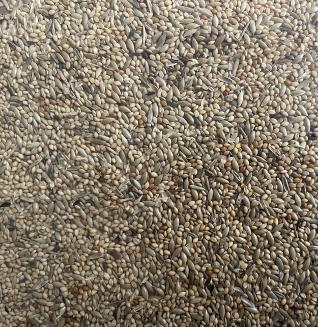 Afrikaanse Prachtvinkenzaad Thei Brentjes Slaats Afrikaanse Prachtvinkenzaad Thei Brentjes Slaats