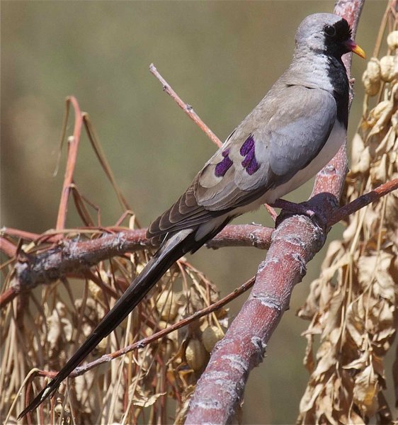 Zwartmaskerduif (Oena capensis)