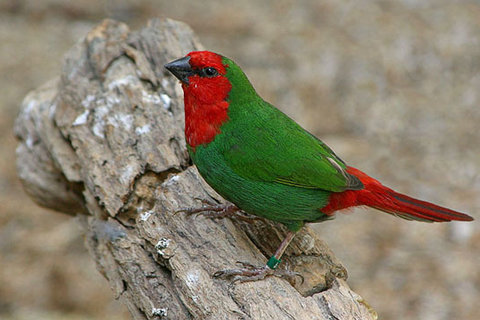 Roodkoppapegaaiamadine (Erythrura psittacea)