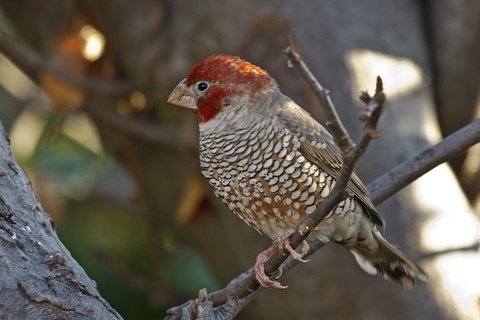 Roodkopamadine (Amadina Erythrocephala)