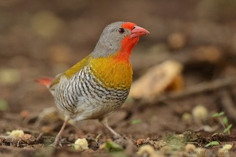 Melba astrilde (Pytilia melba)