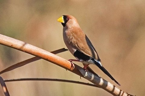 Maskeramadine (Poephila personata)