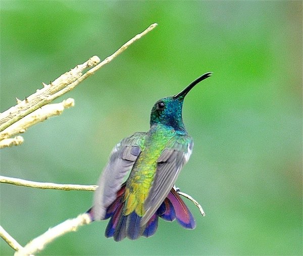 Kolibrie (Trochilidae)