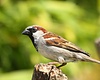 Huismus (Passer domesticus)