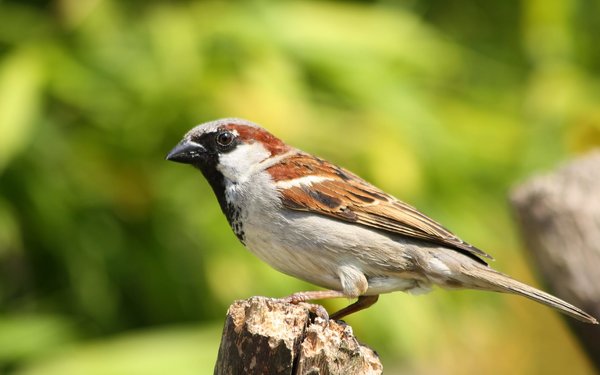 Huismus (Passer domesticus)