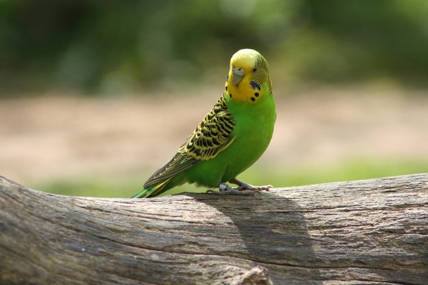 Grasparkiet (Melopsittacus undulatus)