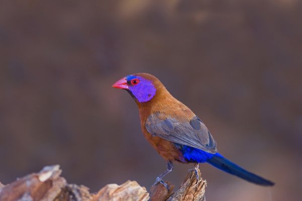 Granaatastrilde (Uraeginthus granatina)